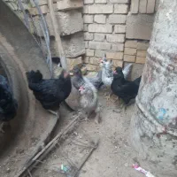 مرغ طوسی وگلین ریشوچهل تاج فول کیفیت