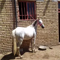 مادیان|اسب و تجهیزات اسب‌سواری|ماهیدشت, |دیوار