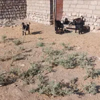 ۴عدد ببگ ماده ویه دون نر