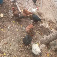 مرغ خروس محلی