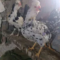 تخم مرغ گلین|حیوانات مزرعه|نهاوند, |دیوار