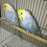 تعدادی مرغ عشق رینبو وایولت