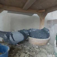 فروش کبوتر دهنجور کاشان با رکورد گرو|پرنده|کاشان, کارگر|دیوار