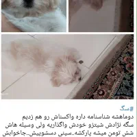 واگذاری