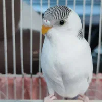 یک جفت مرغ عشق