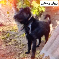 قدر جونی یک سالو نیمه واگذاری