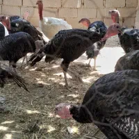 بوقلمون|حیوانات مزرعه|مشهد, عسگریه|دیوار