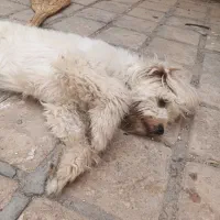 سگ شیتزو|سگ|کاشان, گریه|دیوار