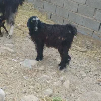 تعدادی بز مری نر و ماده مالداری نسل دار|حیوانات مزرعه|ایرانشهر, |دیوار