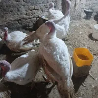 بوقلمون|حیوانات مزرعه|هشتگرد, تهران دشت|دیوار