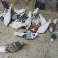 کفتر
