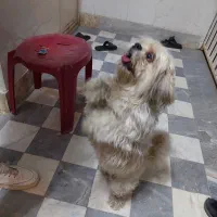 شیتزو تریر اصل