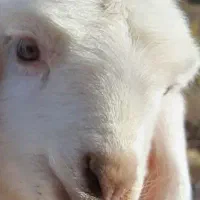 فروش دو راس میش