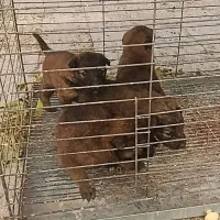 سگ مالینویز|سگ|زارچ, |دیوار