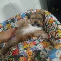 سگ شیتزو سوپرفلت