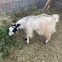 فروش چند راس بز دورگه|حیوانات مزرعه|کرمان, |دیوار