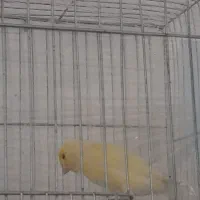 قناری ماده آماده جفتی سهره