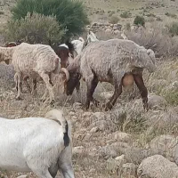 فروش غوچ چاق چاق