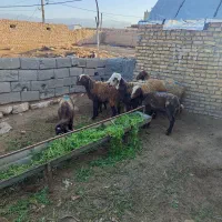 سلام قوچ فروش با قیمت 54