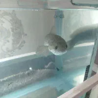 چانا و پولی هر دو 30 سانت