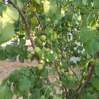فروش چهار دیواری صحرا انقلاب بعد از انرژی اتمی|فروش زمین و ملک کلنگی|اصفهان, قهاب جنوبی|دیوار