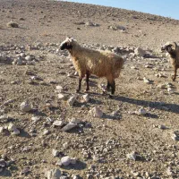 فروش قوچ بذری