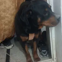 واگذاری سگ روتوایلر|سگ|صباشهر, |دیوار