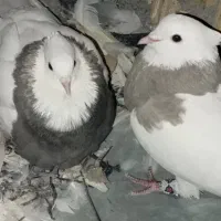 چند عدد کبوتر