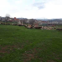 کارگر کار بلد واسه گاوداری|استخدام سرایداری و نظافت|مریوان, |دیوار