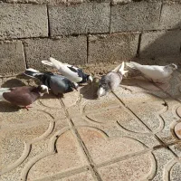 ...|پرنده|نهاوند, |دیوار