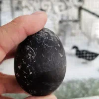 دنیای پرندگان