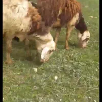 بردار وابستن بشرط همه عطیقه بشرط