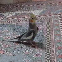 عروس هلندی نر،سخنگو