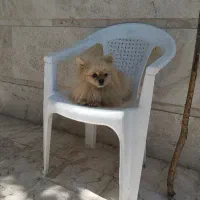 پامر ماده عروسکی