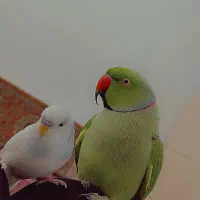 ملنگو.مرغ عشق