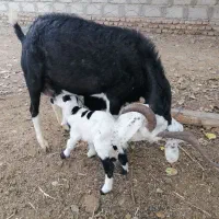 بز دوقلو زا با بزغاله|حیوانات مزرعه|گنبد کاووس, |دیوار