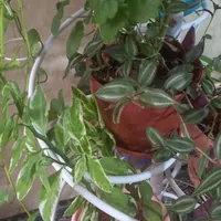 استند گل با تمام گل ها|گل و گیاه طبیعی|کرمان, |دیوار