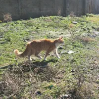 گربه شما نیست|گربه|گرگان, |دیوار