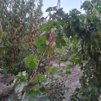 نیازمند هم خانه .|اجارهٔ خانه و ویلا|اصفهان, دانشگاه اصفهان|دیوار