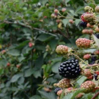 فروش نهال گلابی خرمالو انجیر پسته گردو صنوبر بادام|خدمات باغبانی و درختکاری|ساری, |دیوار