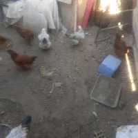 مرغ و خروس|حیوانات مزرعه|مشهد, نوید|دیوار