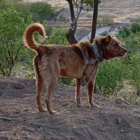 سگ نر سرابی خیلی خوش رنگ اصیل|سگ|مراغه, |دیوار