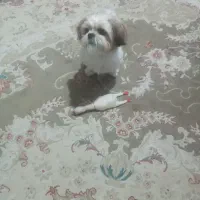 سگ نژاد شیتزو فلت خیلی آروم و تربیت شده|سگ|قائم‌شهر, |دیوار