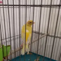 قناری زرد ماده اماده  معاوضه با قناری نر بخون