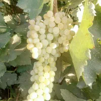 انگور کشمشی درجه یک