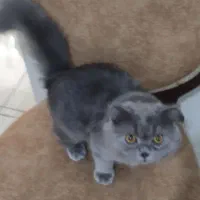 گربه بلو اسکاتیش