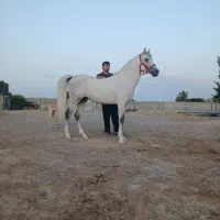 نریان پایه دره شوری نوه طوفان سالار تفت|اسب و تجهیزات اسبسواری|یزد, |دیوار