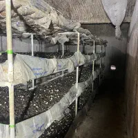 اجاره 200متر سالن قارچ ورامین کلاته|اجارهٔ دفتر صنعتی، کشاورزی، تجاری|ورامین, ورامین|دیوار