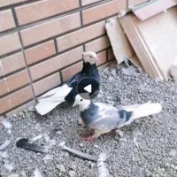 دوتا ماده شازده عروسک