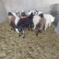 16راس بره سف چاق